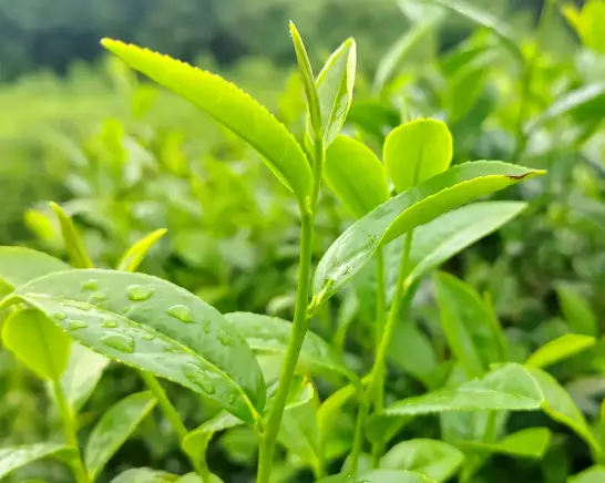十六铺老字号酒楼推荐：响油鳝丝与草头圈子的传奇盛宴