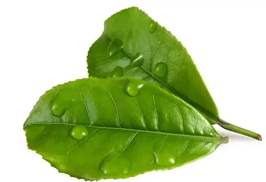 闵行体育公园翡翠山-千米花道（外环绿带周末自驾）到底藏着怎样的春日惊喜？😲